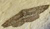 Hypomecis punctinalis